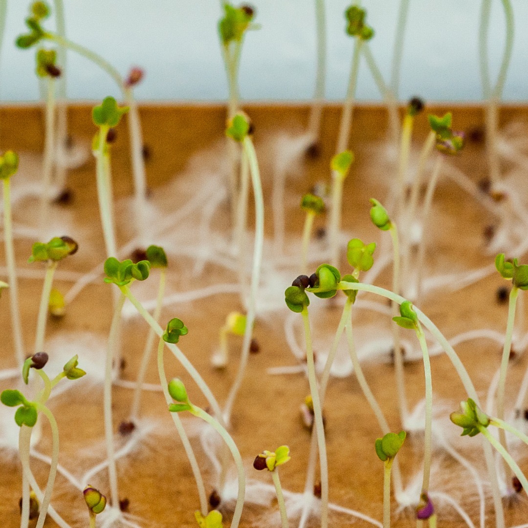 Sakata hybrid seeds are tested to offer superior germination rates