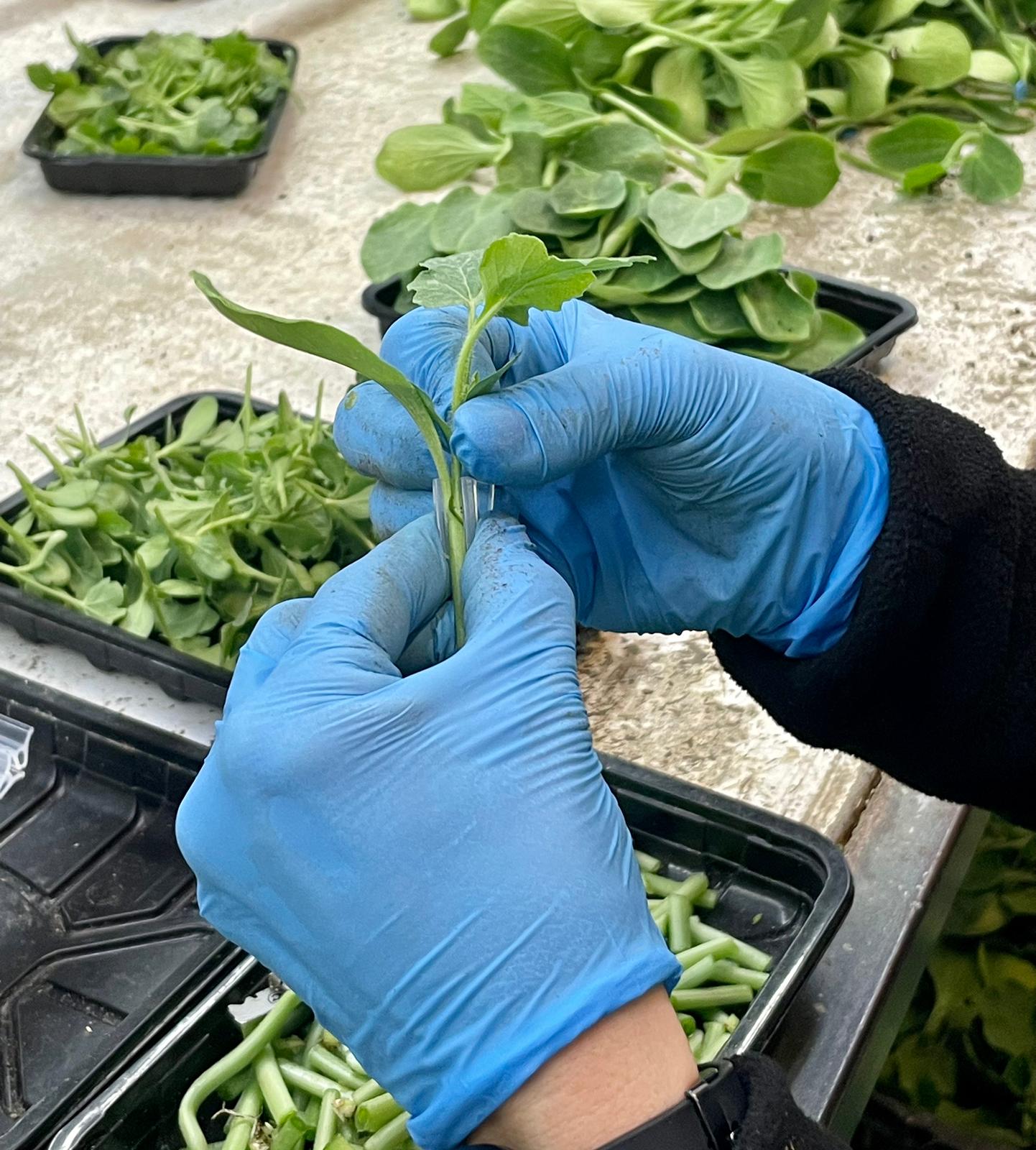 Sakata Rootpower  F1, a squash rootstock with disease resistance and excellent germination