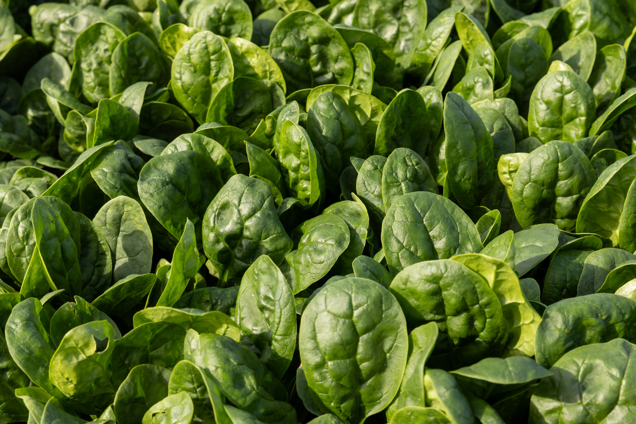 Sakata Figaro F1, a spinach variety with HR to Pe. 1-20 (mildew)