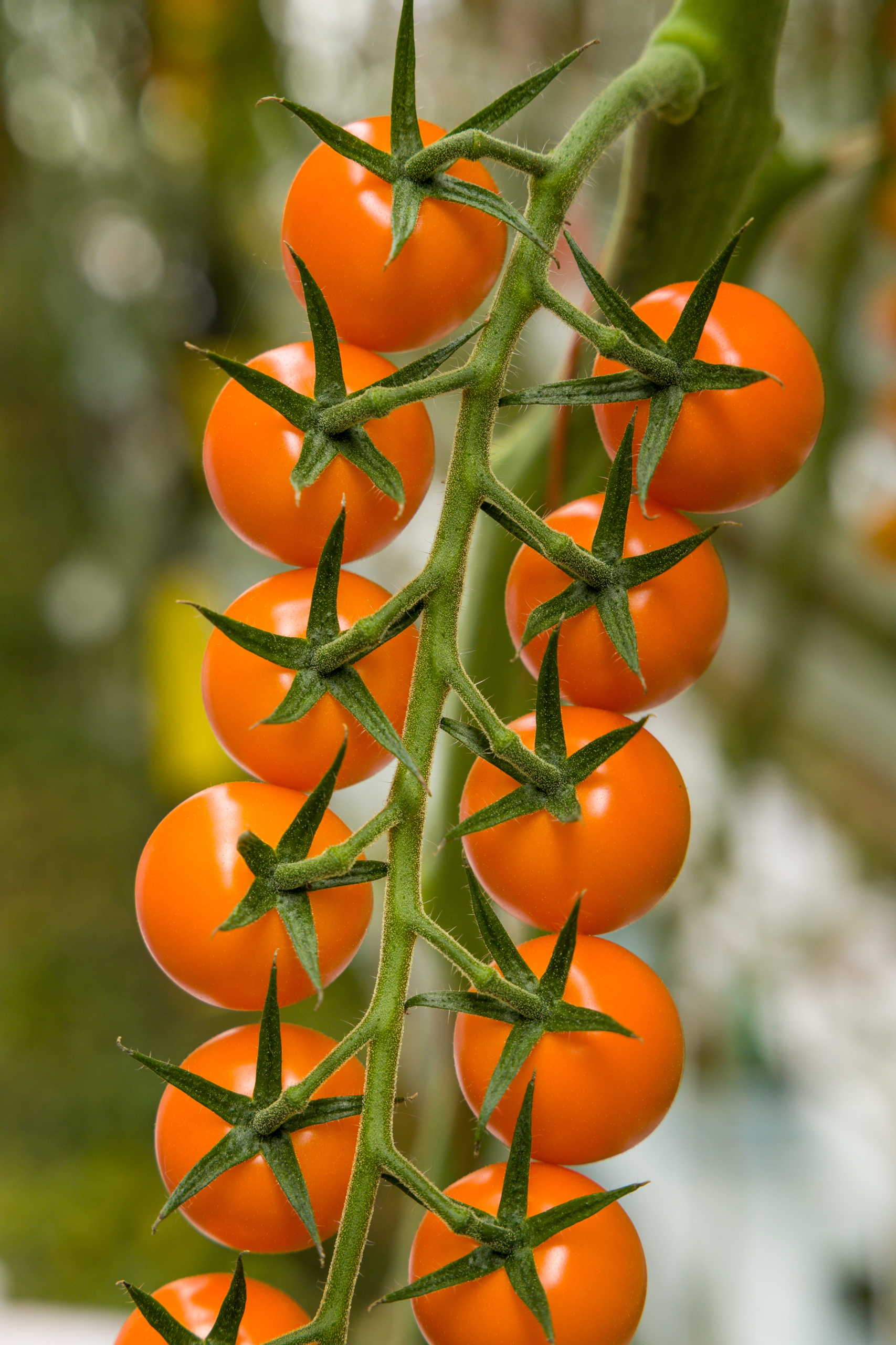 Sakata Royalstar F1, a tomato variety producing vigorous plants