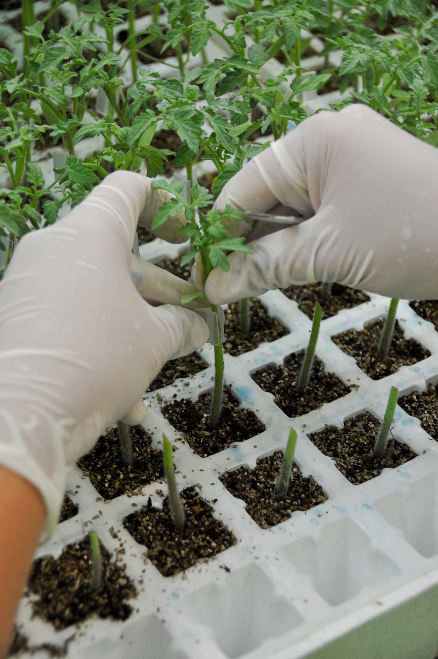 Sakata Giant Sequoia F1, a tomato rootstock with extra vigour and resistance to Fol:0,1,2 