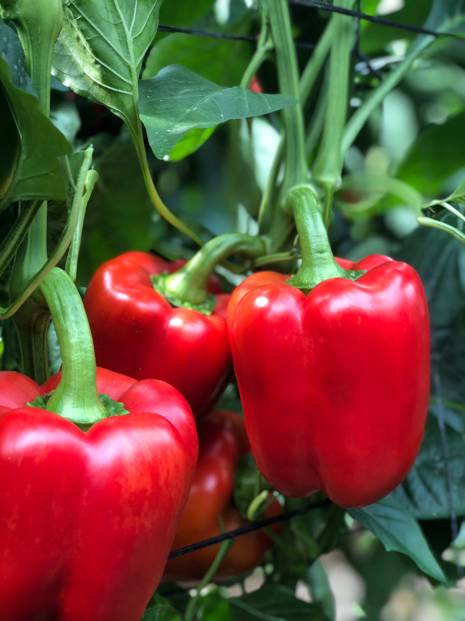 Sakata Txeco F1, a blocky pepper with HR to Tm:0-3