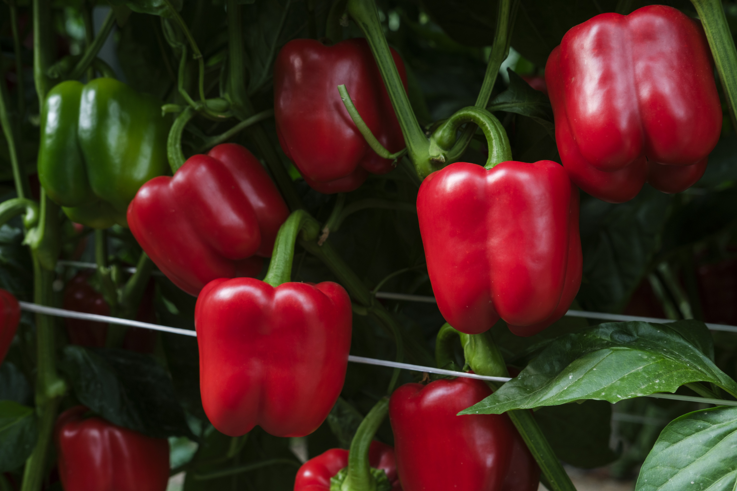 Sakata Assem F1, a pepper variety producing vigorous plants