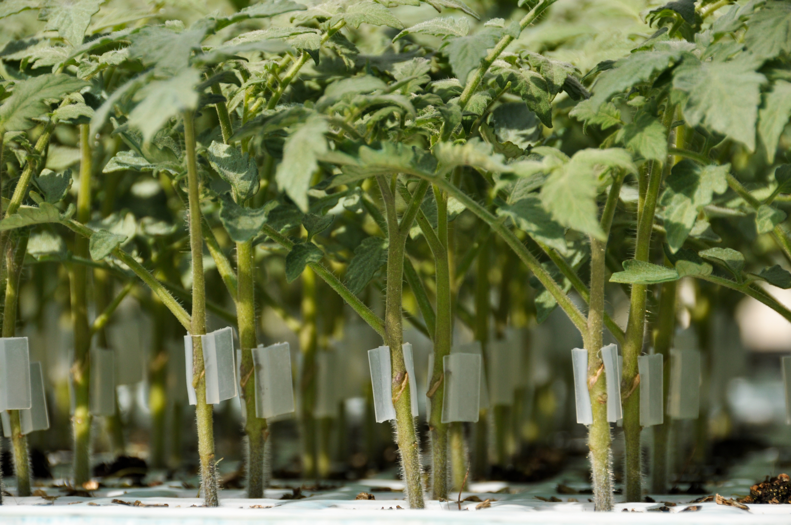 Sakata Ficus F1, a tomato rootstock with extra vigour and resistance to Fol:2