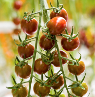 Sakata Chocostar F1, a specialty tomato with IR to ToBRFV