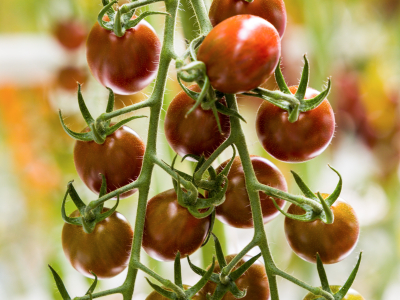 Sakata Chocostar F1, a specialty tomato with IR to ToBRFV