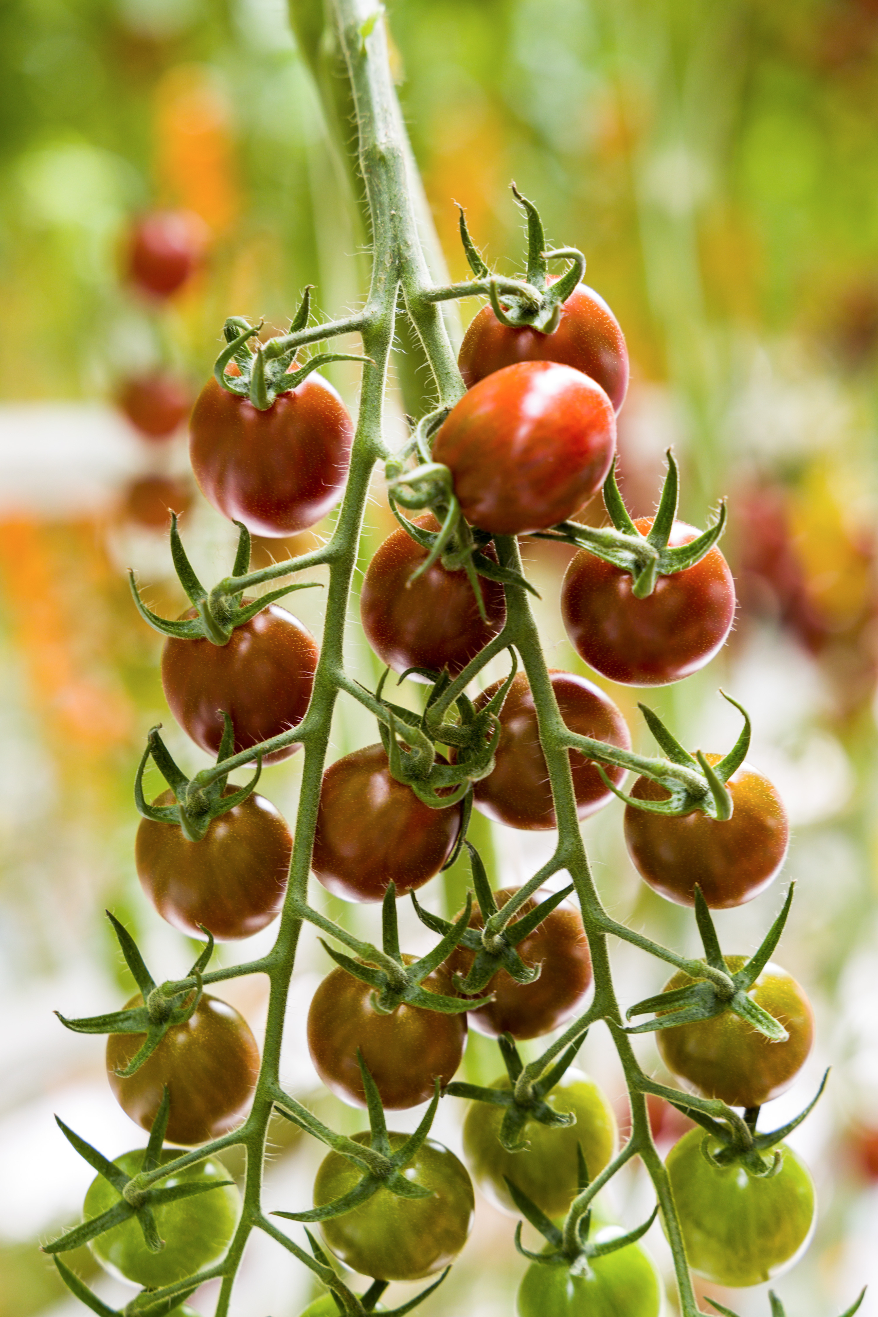 Sakata Chocostar F1, a specialty tomato with IR to ToBRFV