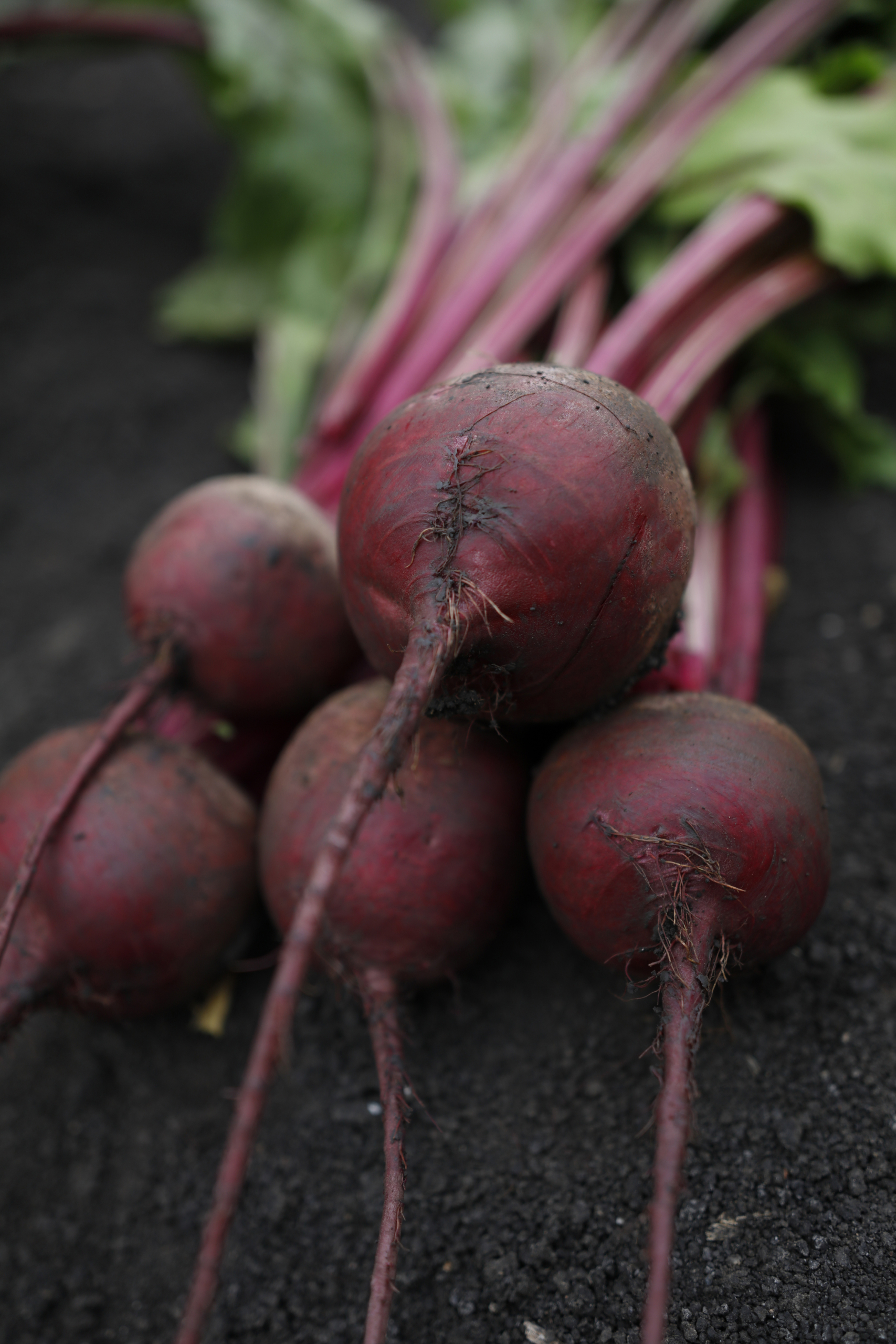 Sakata Aurora F1, best tasting beets on the shelves