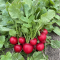 Cheriette Radish Harvest WC SA June 2023