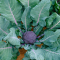 PLANT broccoli