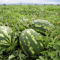 SAF_Watermelon