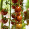 Sakata Chocostar F1, a brown tomato variety with IR to ToBRFV